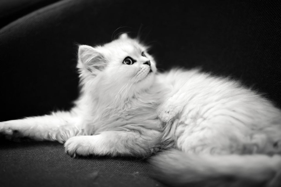 一分钟带你了解常见猫的品种,猫咪品种大全教你认清猫咪的种类