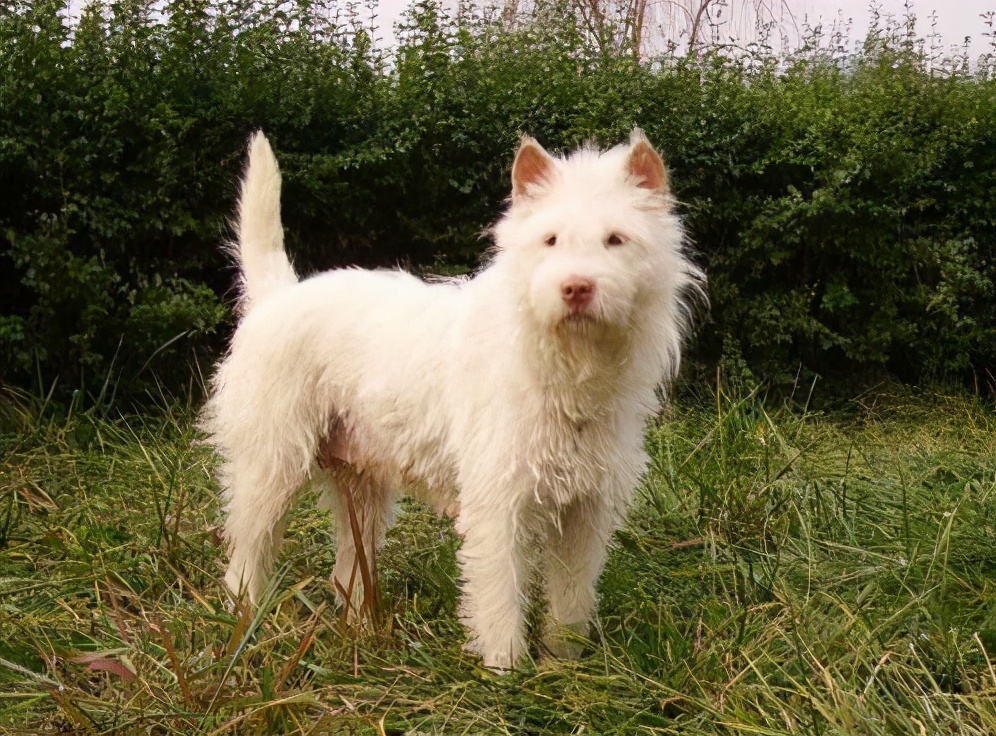 建议穷人养的10种狗田园犬,中华田园犬vs外国狗
