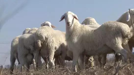 散户养羊的十大禁忌,养羊的最佳投资方法