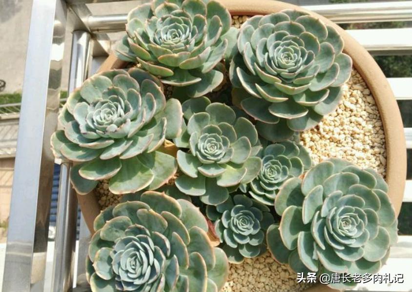 多肉玉蝶底部出现黄叶是怎么回事,多肉玉蝶可以在太阳底下暴晒吗