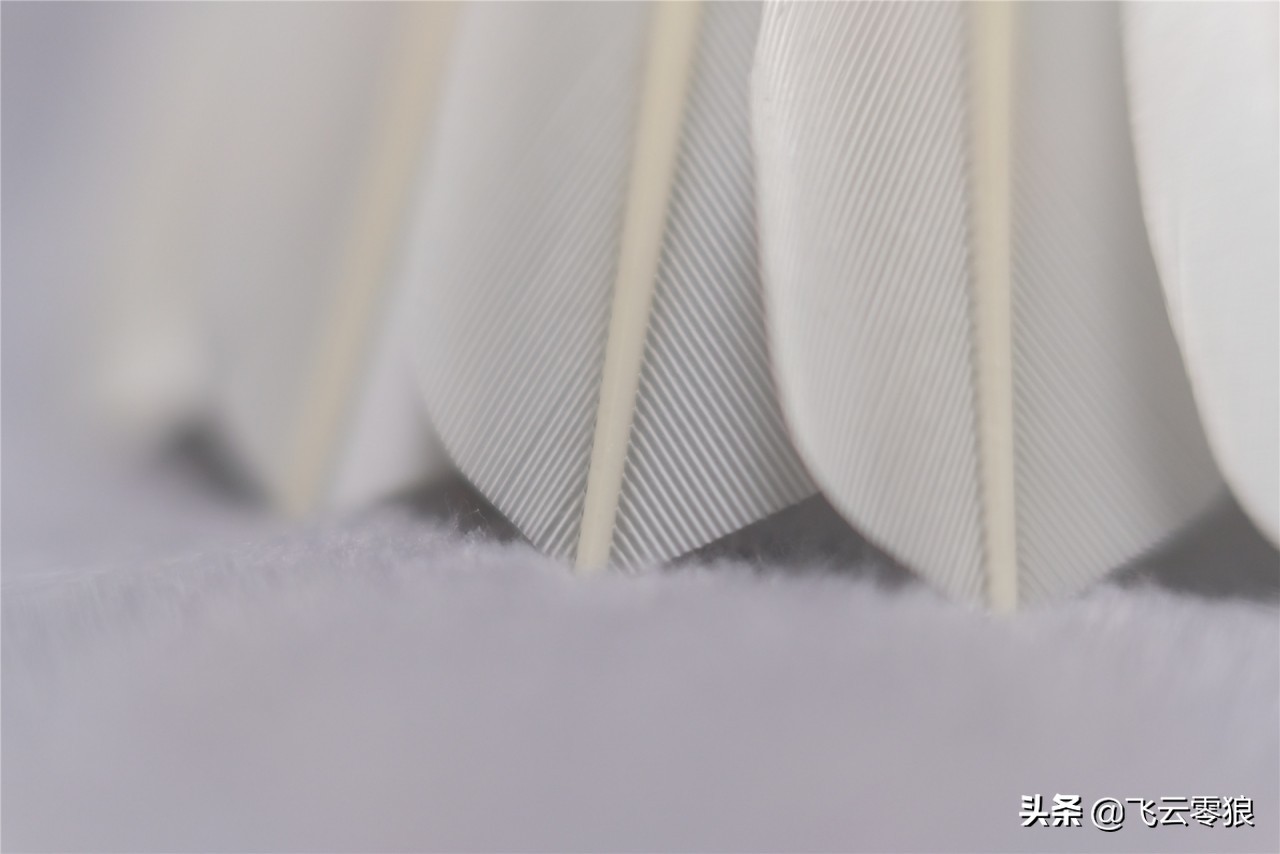 「中羽在线飞云零狼」威羽斯钻一钻二钻五评测——高性价比鹅毛球