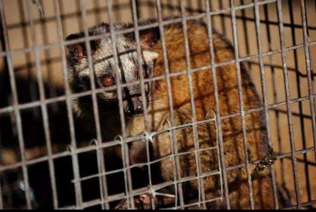 猫屎咖啡残酷的真相真的好喝吗,猫屎咖啡到底是怎么制作的