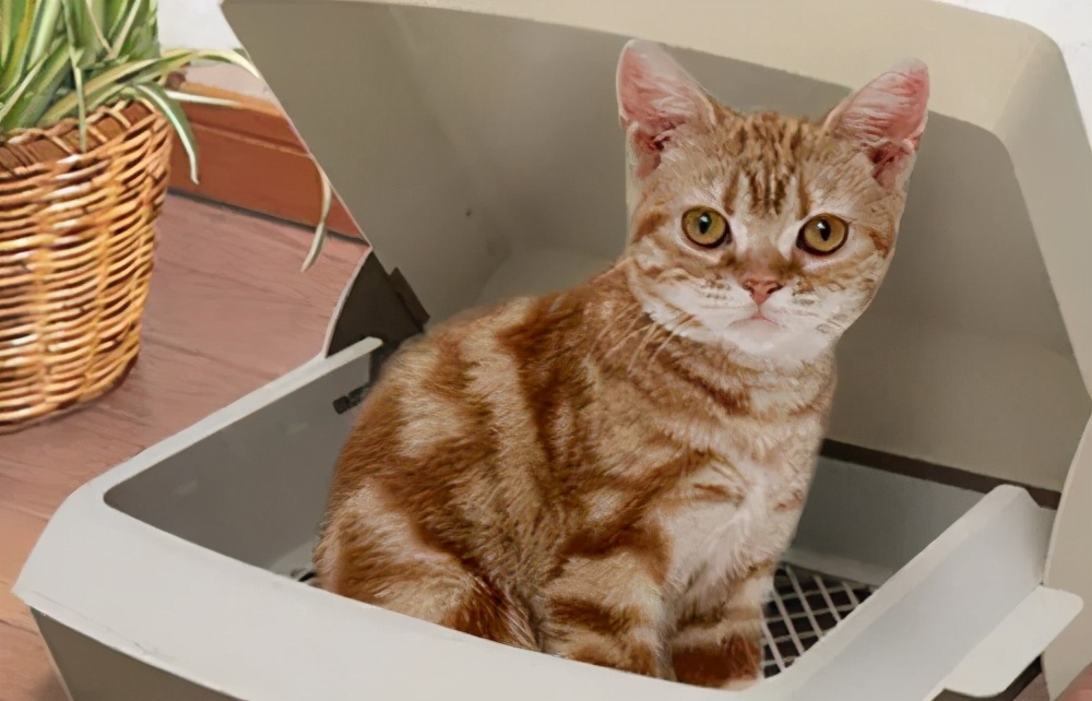 猫咪一直软便拉稀但精神很好,猫咪软便拉稀吃什么药