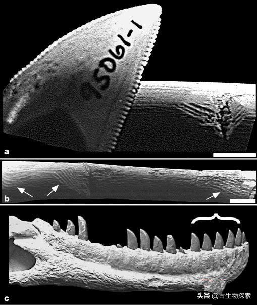 古生物学家的发现,发现新的巨型食肉恐龙物种