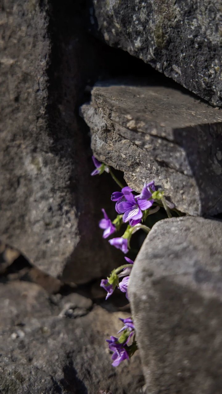 日照最美桃源,寻找最美春天日照惊艳全城
