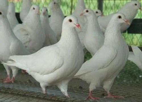 预防鸽子毛滴虫最好的方法,鸽子毛滴虫治疗有效方法