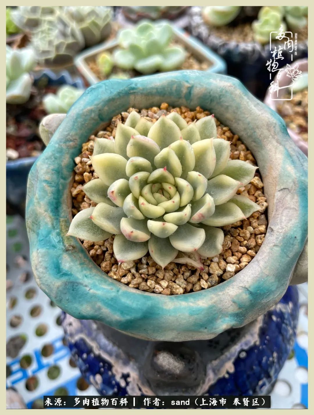 多肉怎么度过三伏天,多肉在三伏天怎么度夏