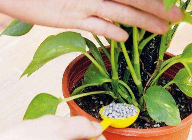 大丽花的根为什么会烂,大丽花烂根早期怎么判断