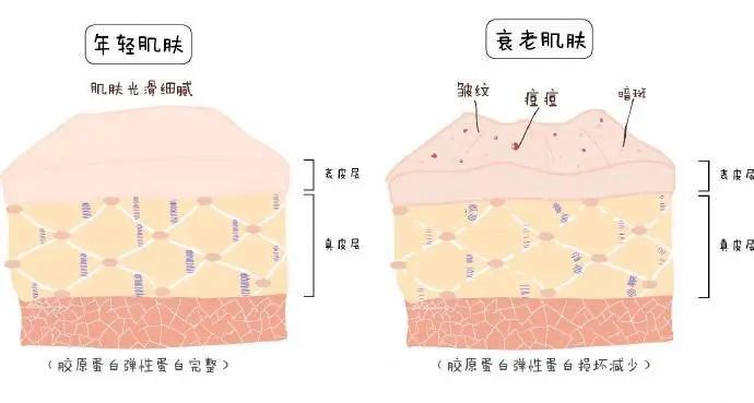 科颜氏抗初老精华露元气弹,科颜氏小白瓶跟元气弹