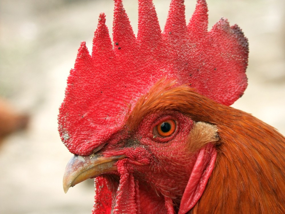 鸡头肿大睁不开眼是什么病,鸡头眼肿发黑是什么病