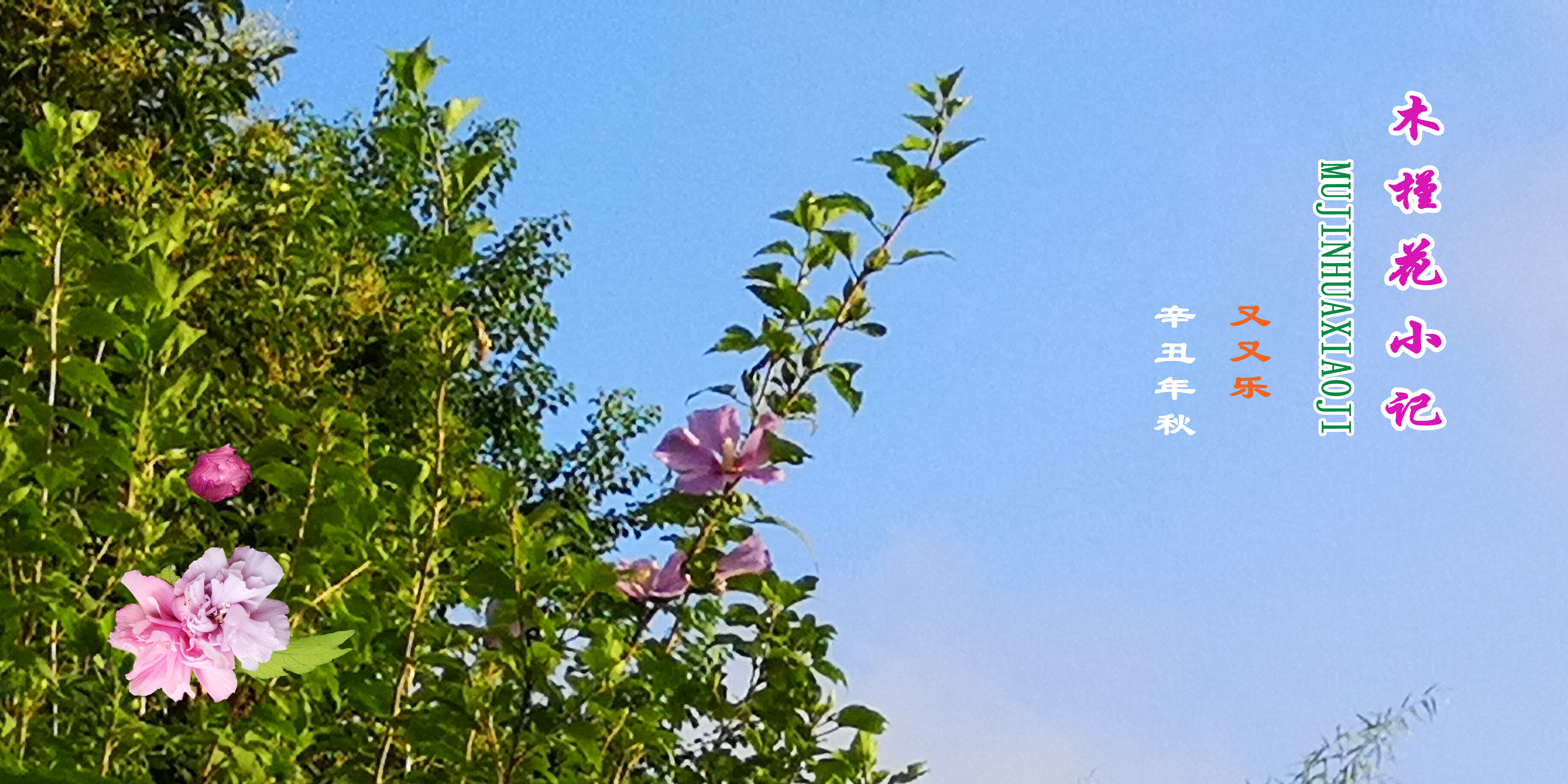 木槿花的原创,木槿花原创