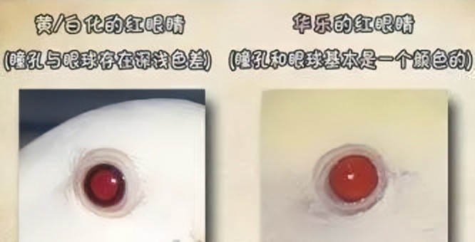 玄凤鹦鹉刚出生怎么辨别品种,玄凤鹦鹉有多少个品种