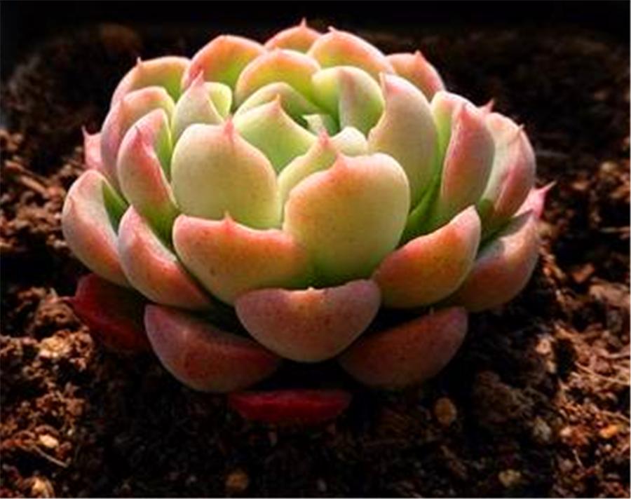 秋天的冰梅太美了，红的温暖粉的醉人，做好4件事，冬天会更美