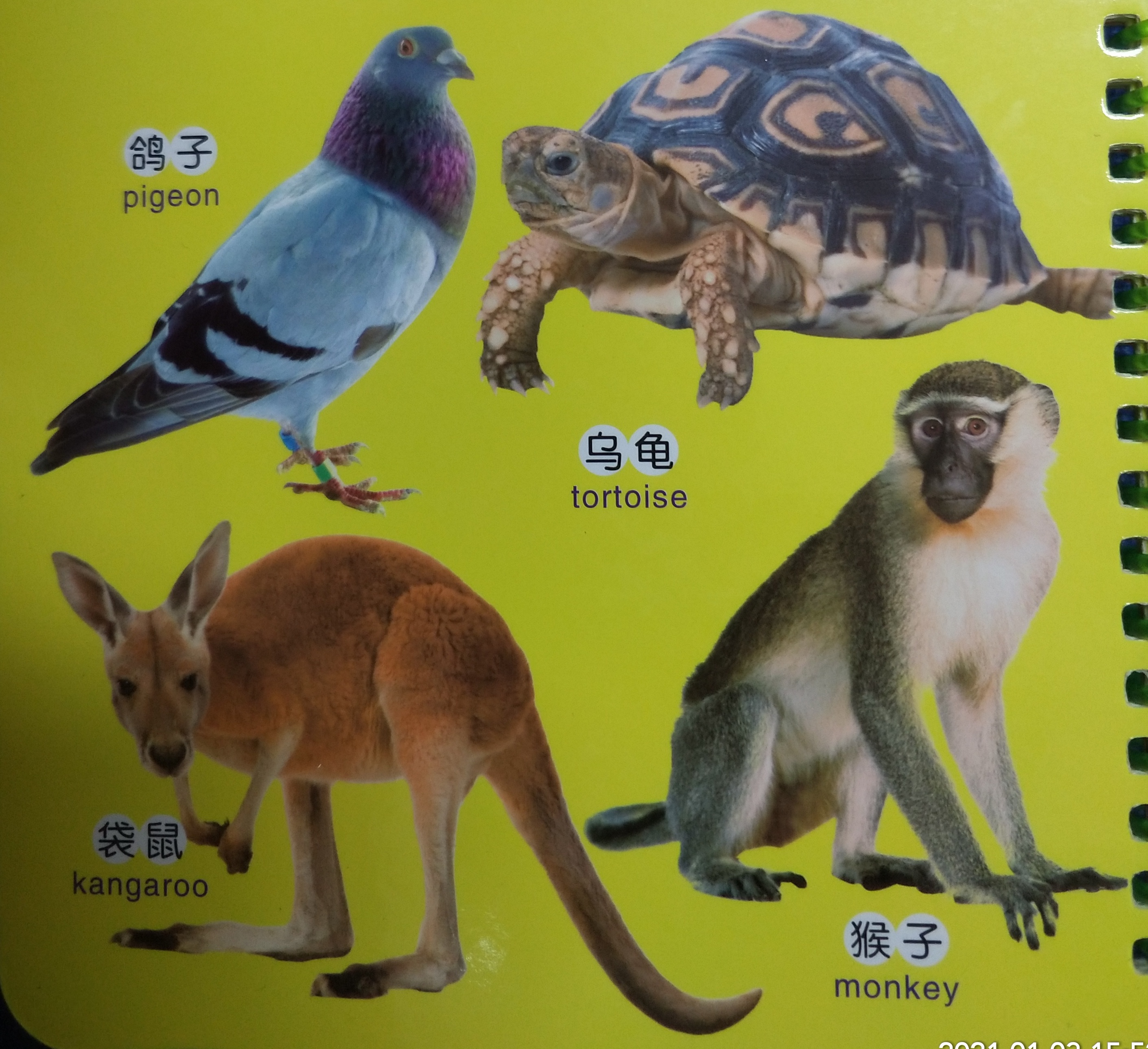 关于动物的绘本双语版,最会逃生的动物绘本