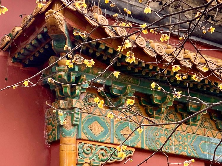 不惧严寒,不惧严寒静待春暖花开