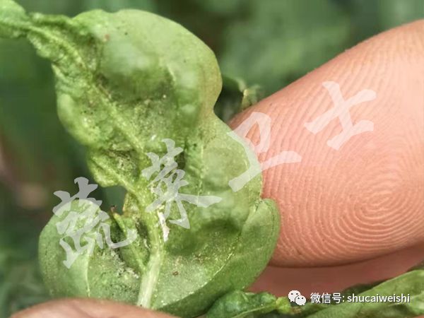 蓟马已经产生危害还能防住蓟马吗,红蓟马为什么比黑蓟马难打