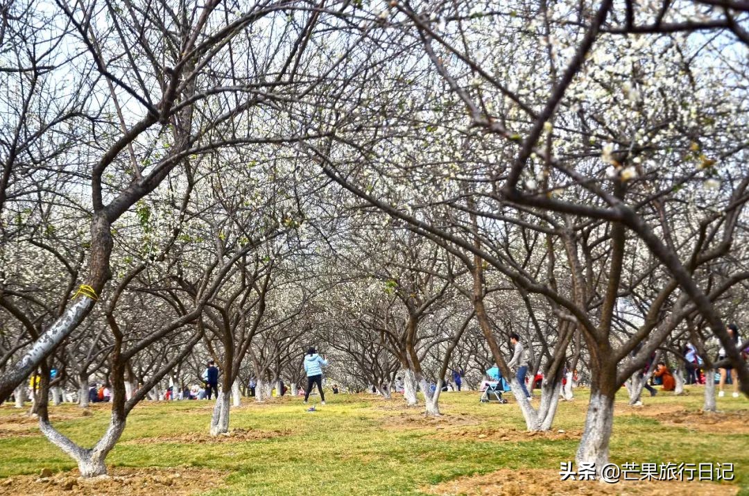 广州除了萝岗还有什么地方看梅花,广州萝岗还有梅花看吗