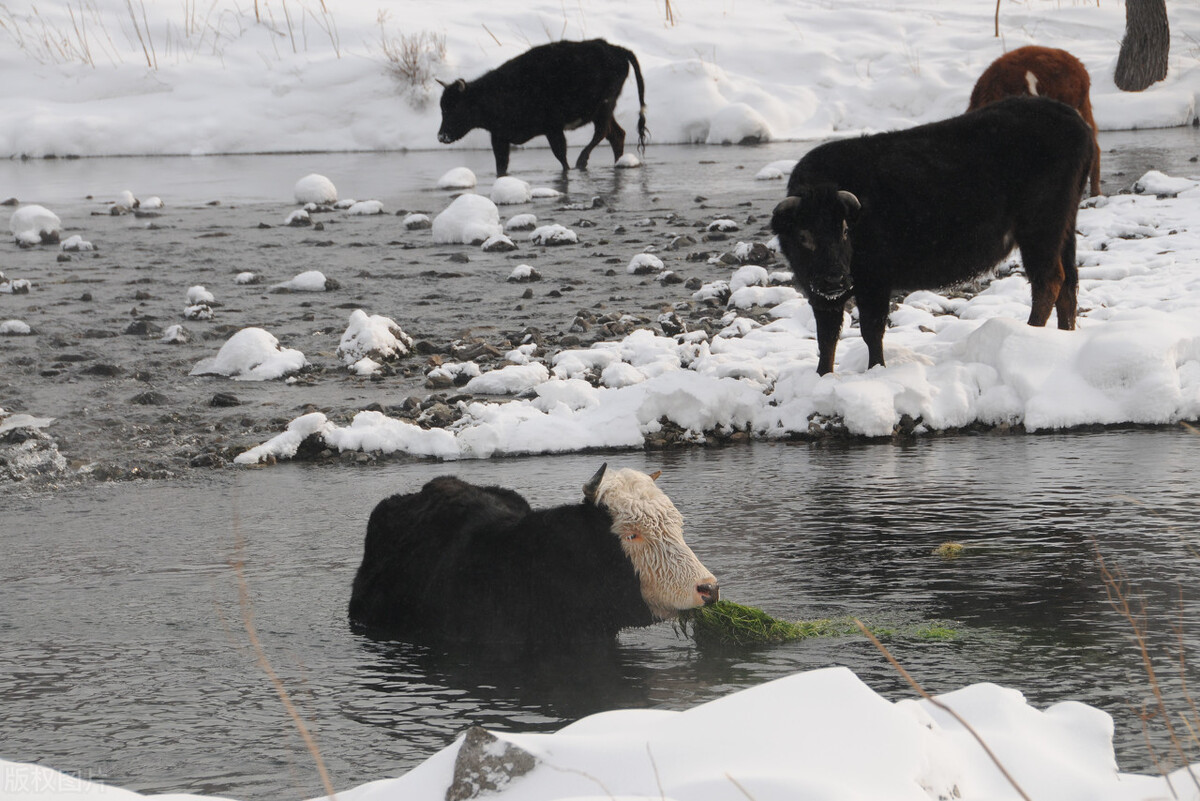 小雪节气泡温泉,冬天温泉推荐