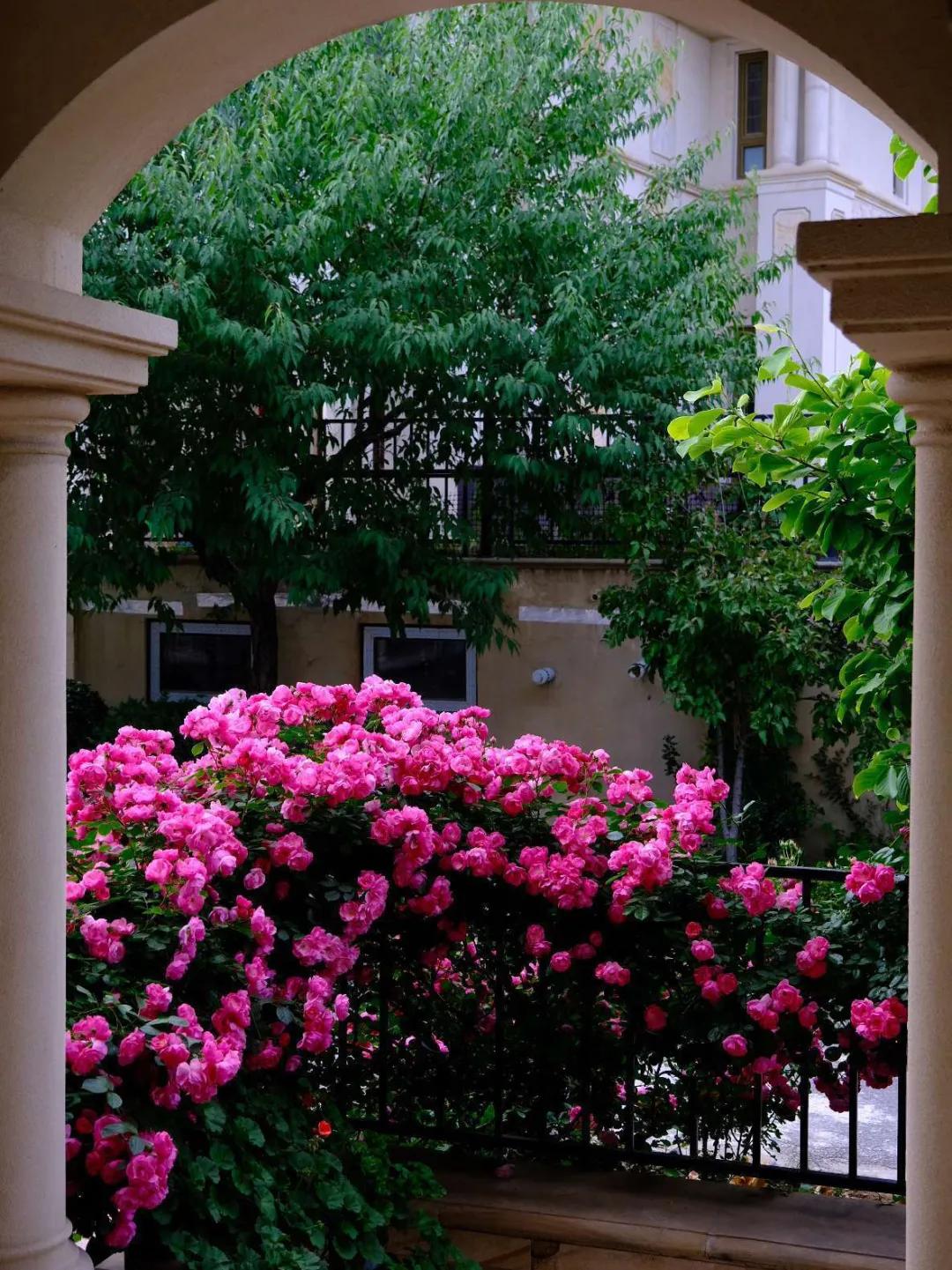 东北花园四季开花植物,北方一年四季都开花的花园