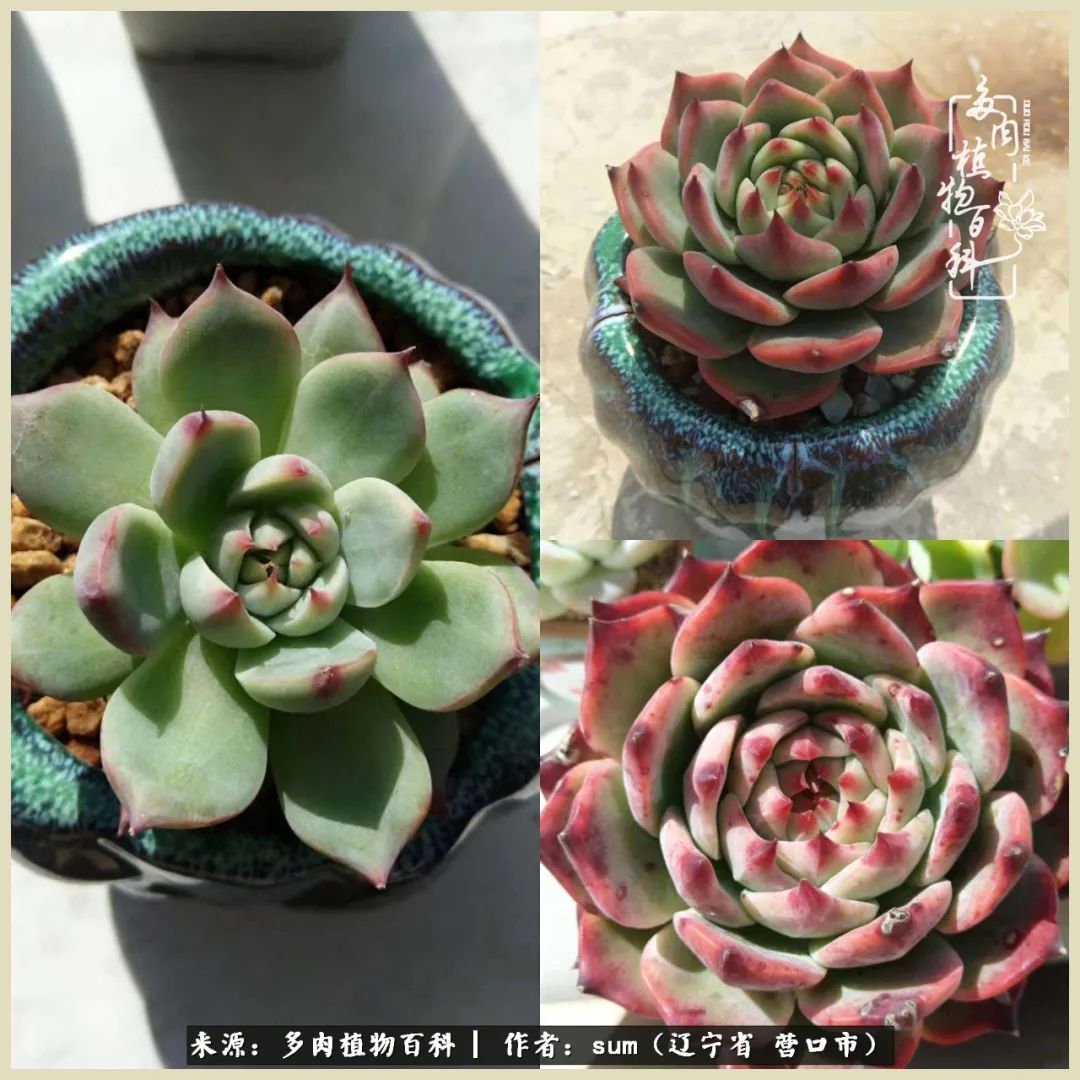 养多肉是一个很治愈的过程,养多肉是一种爱