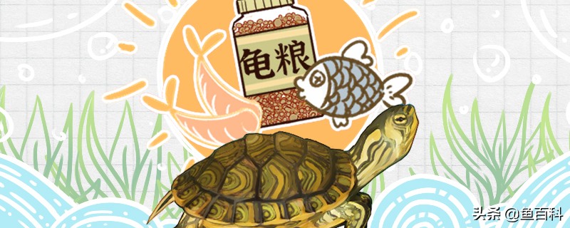 黄耳龟的饲养温度是多少,冬天室内黄耳龟正确养法