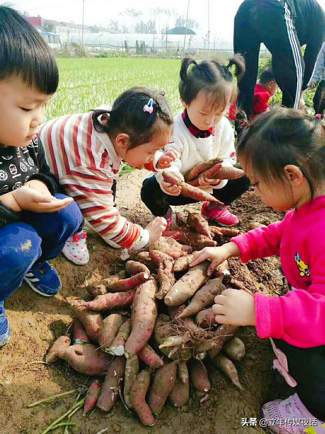 梅花香自苦寒来：济宁金乡春田花花幼稚园园长郑艳香
