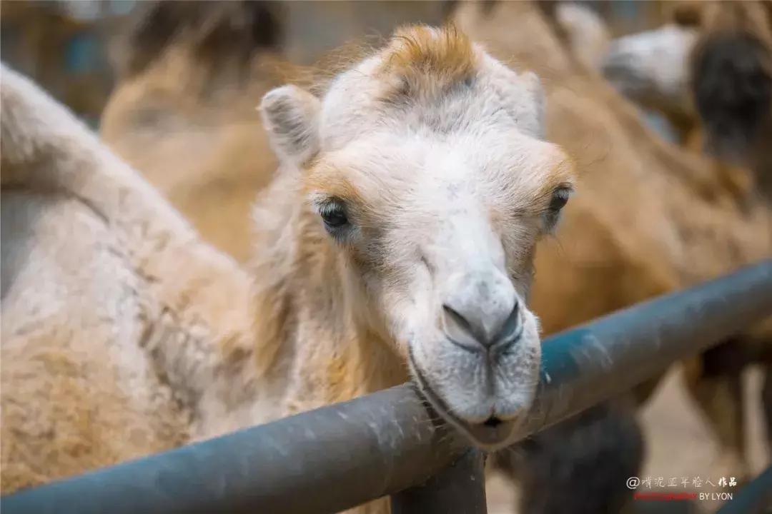 去南京金牛湖野生动物王国堵车吗,南京金牛湖野生动物王国最新活动