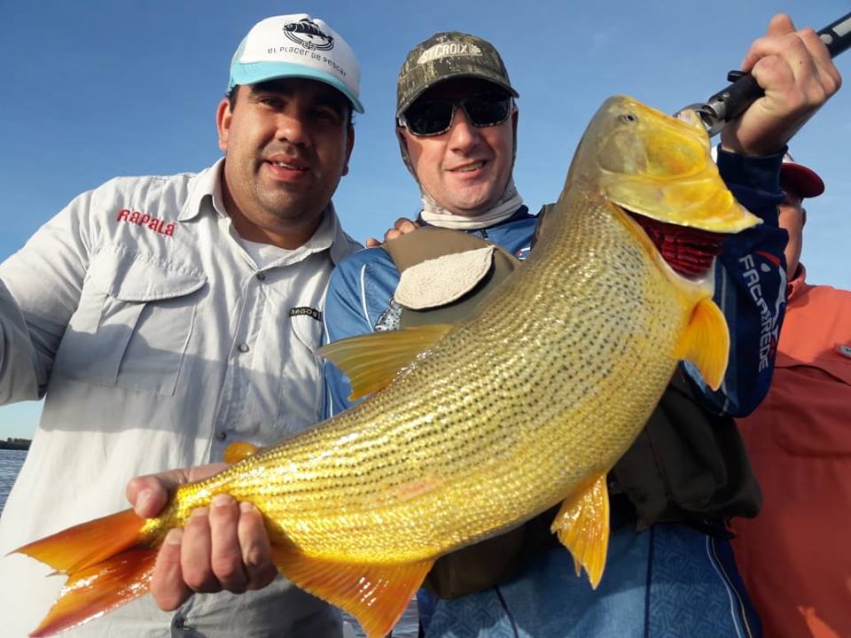 南美洲亚马逊黄金河虎,南美黄金河虎鱼