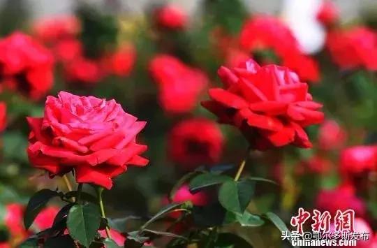 为什么选牡丹为国花,牡丹被定义为国花