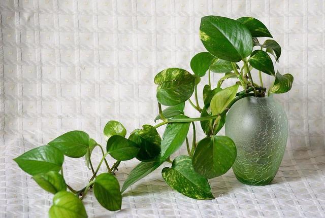 绿萝长高了爬满电视墙好吗,绿萝长得快用什么