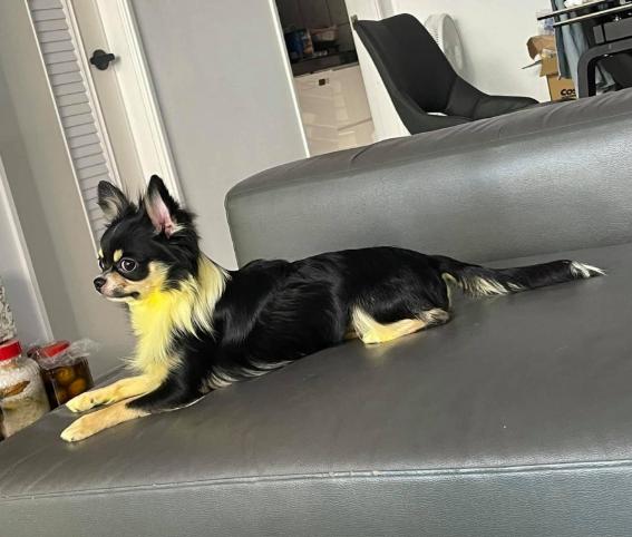 吉娃娃被主人罚,吉娃娃被主人罚站