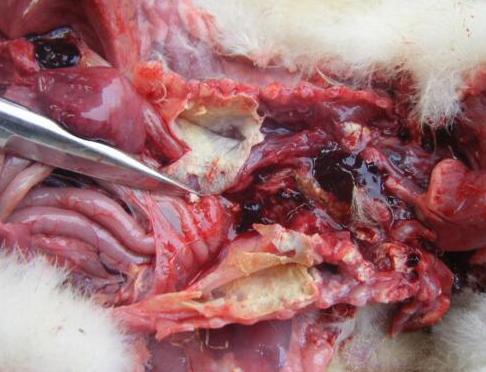 鸭流感防治方法,怎样预防鸭流感