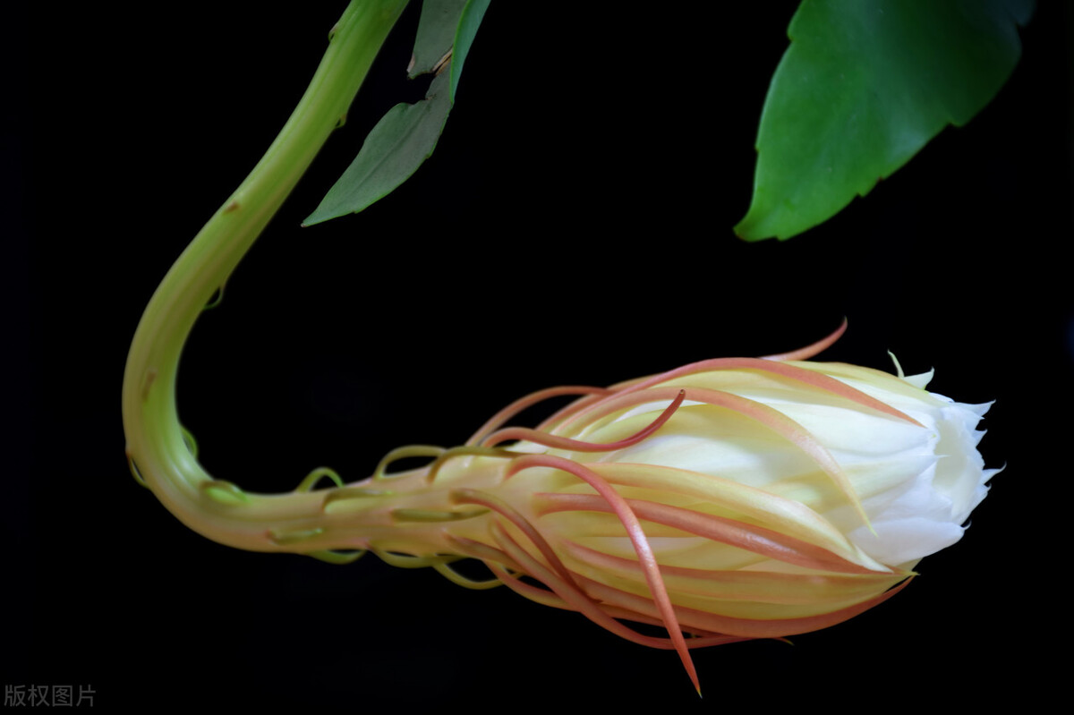 北方阳台养殖昙花会开花吗,阳台大叶昙花