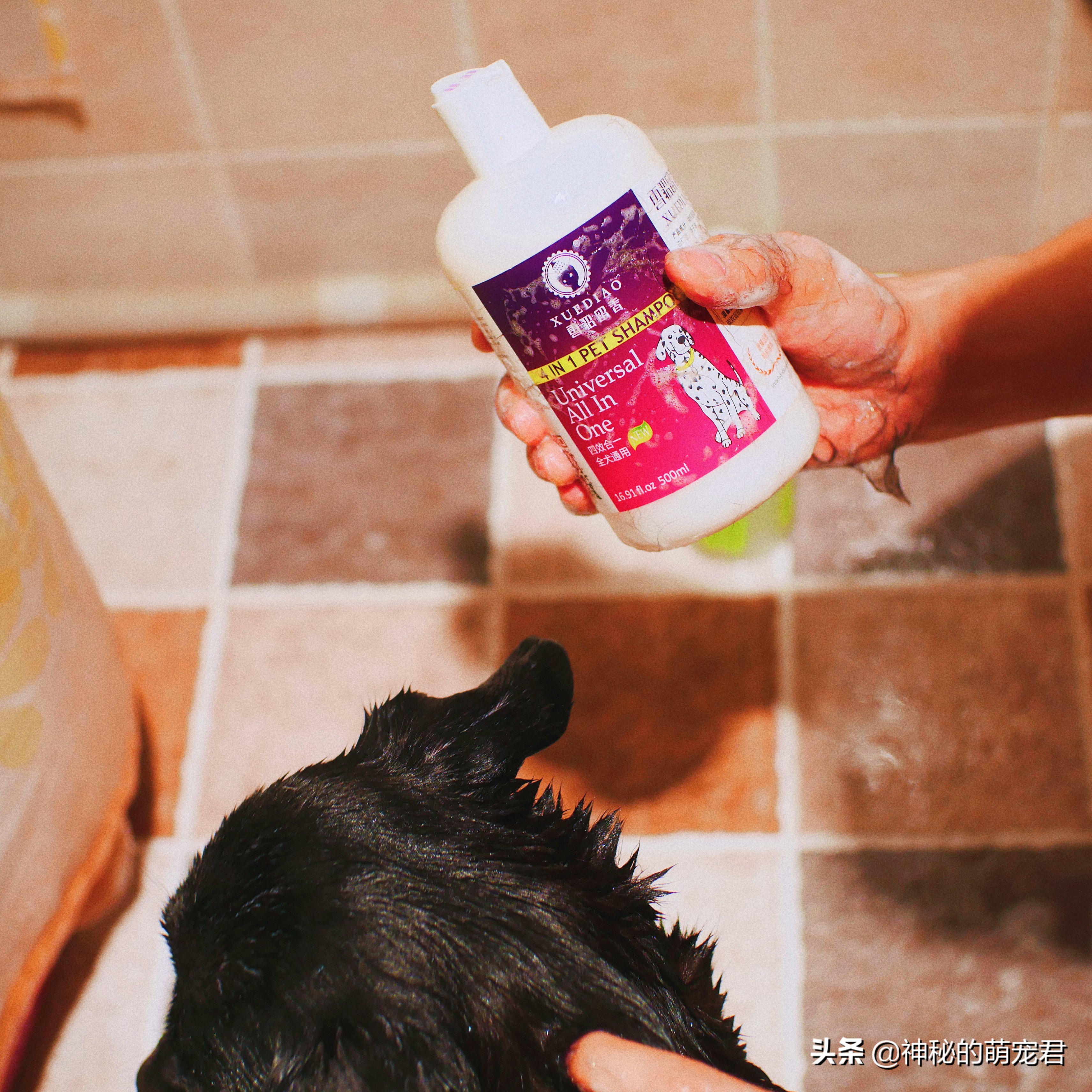 雪貂留香狗狗精华,狗狗雪貂沐浴露杀菌除臭持久留香