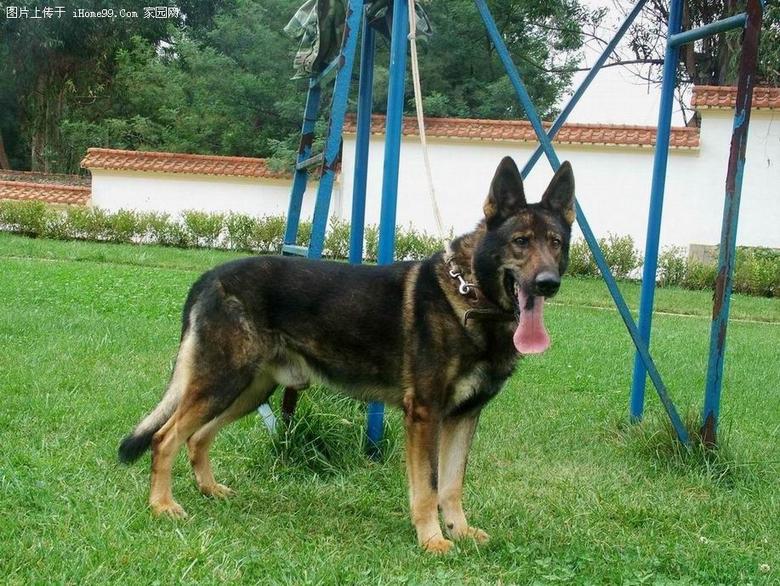 好的昆明犬有什么区别,中国昆明犬和昆明犬有什么区别