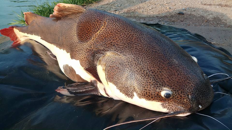 红尾鲶厉害吗,李大毛钓红尾鲶