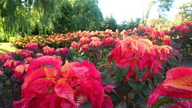 大连重阳节旅游攻略,大连九月秋游攻略