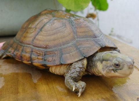 乌龟白眼病严重怎么治疗,乌龟白眼病已经很严重了怎么治