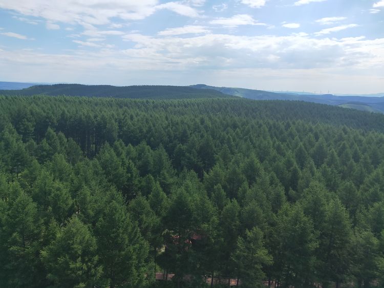 美丽的高岭塞罕坝,美丽的高岭朗诵