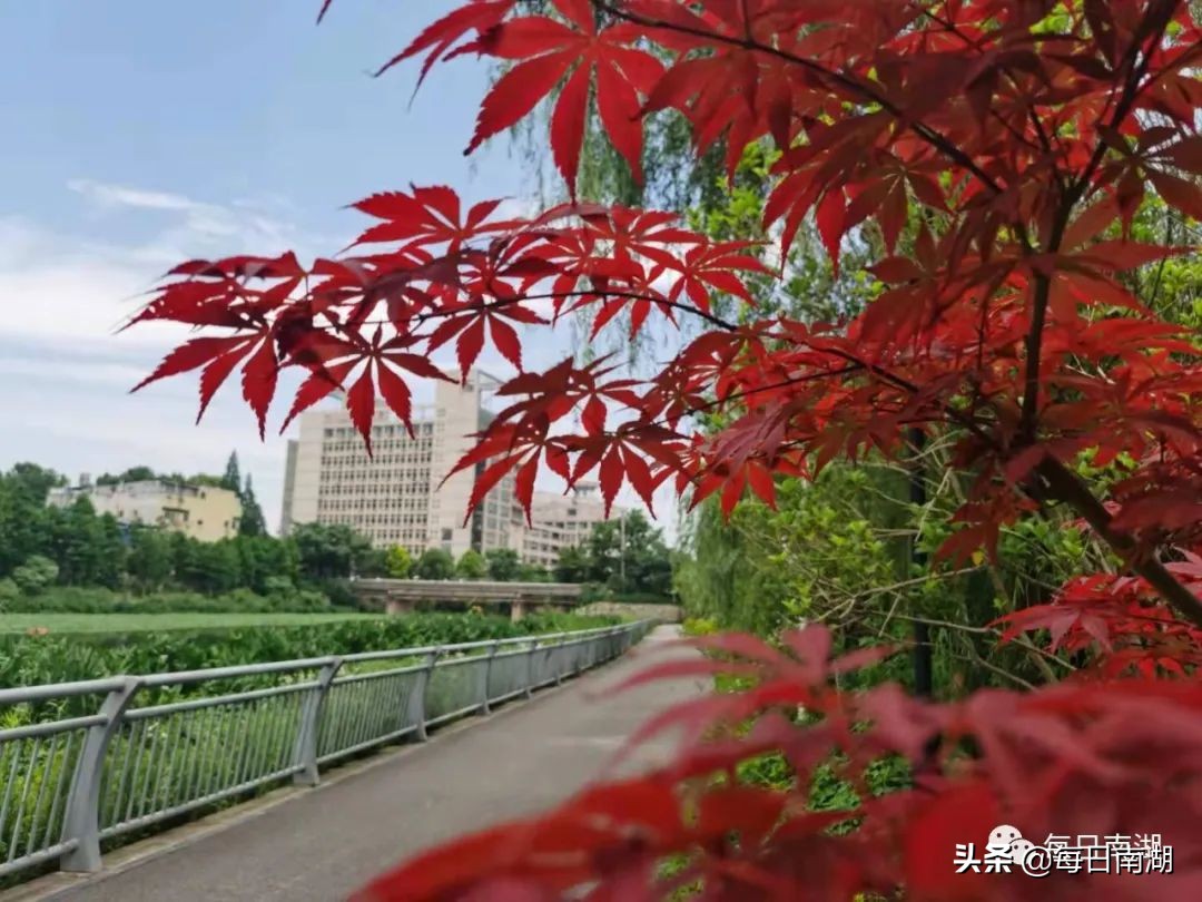 南湖的生态公园,南湖公园在未来哪里