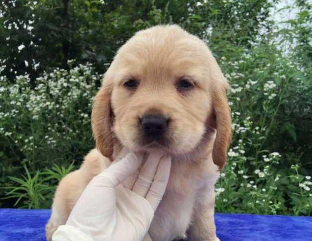 怎么看出金毛是纯种狗呢,纯种黑金毛的特征