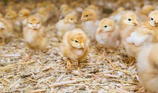 当鸡群出现打蔫，产食下降，教你如何正确用药，大群精神恢复正常