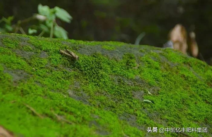 大棚蔬菜杂草太多,大棚里地面长青苔怎么治