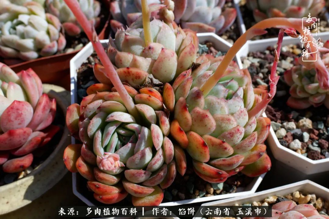 多肉对比图片,多肉对比高清图