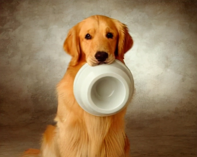 金毛犬拉稀怎么回事,金毛犬拉稀有什么症状