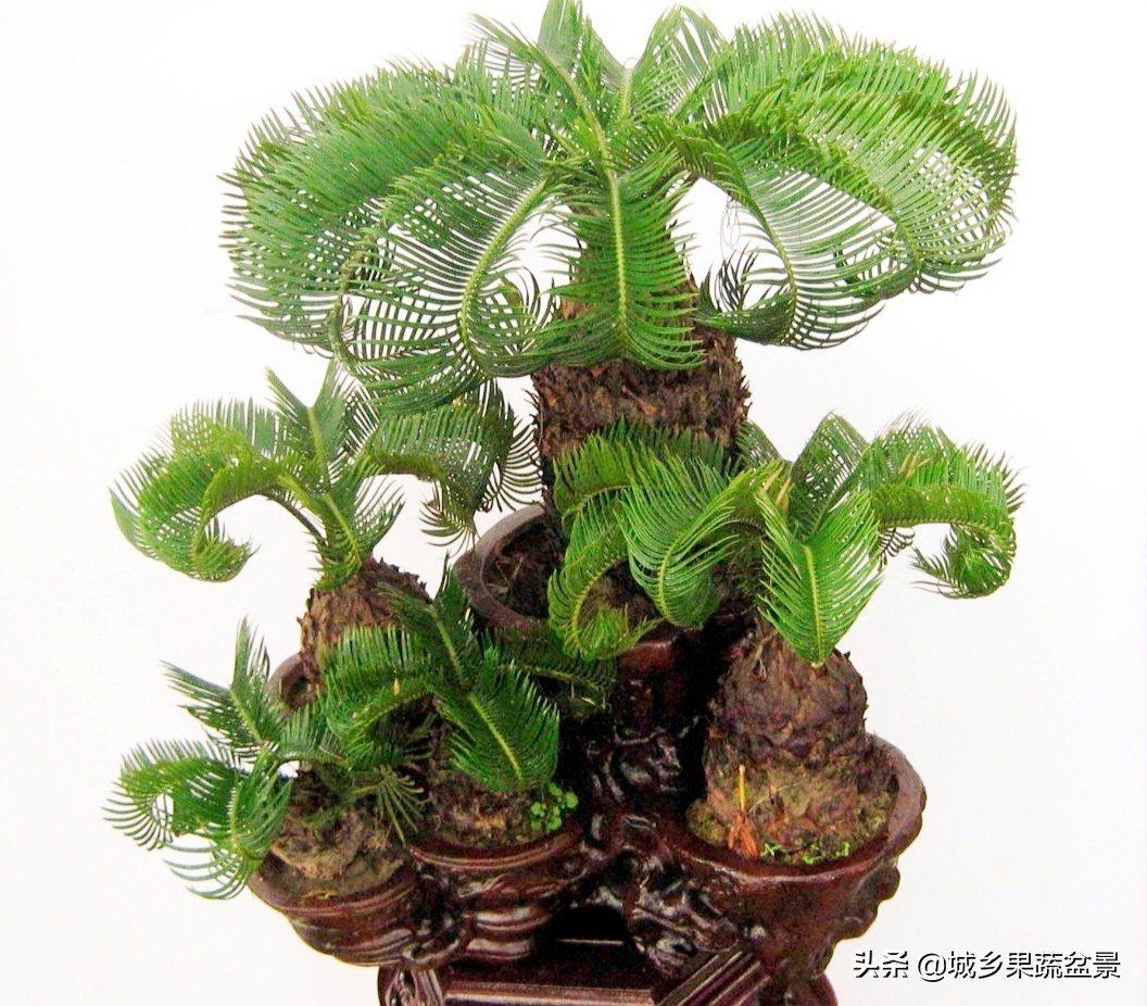 铁树盆景养殖技巧,铁树盆景制作全过程