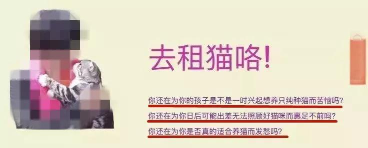 租猫一天多少合适,猫咪租赁一般多少钱