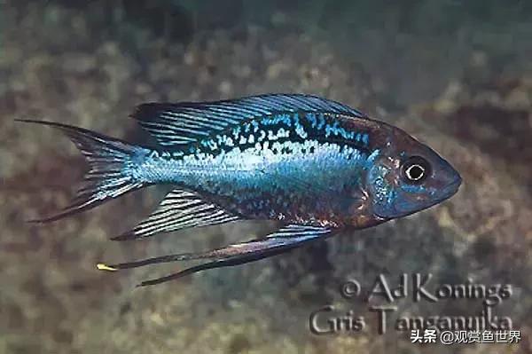 慈鲷蓝波,三湖慈鲷哪些值得养