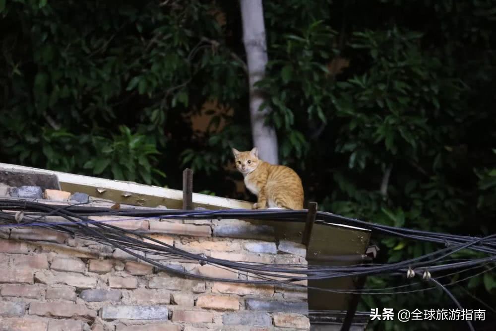 巷子里的花店有哪些,开在巷子的花店总是无人问津