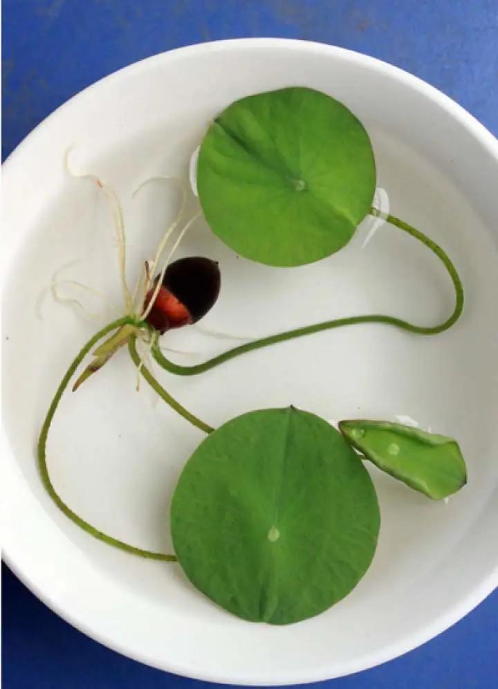 夏季这样养碗莲,碗莲怎么养才能开五颜六色的花